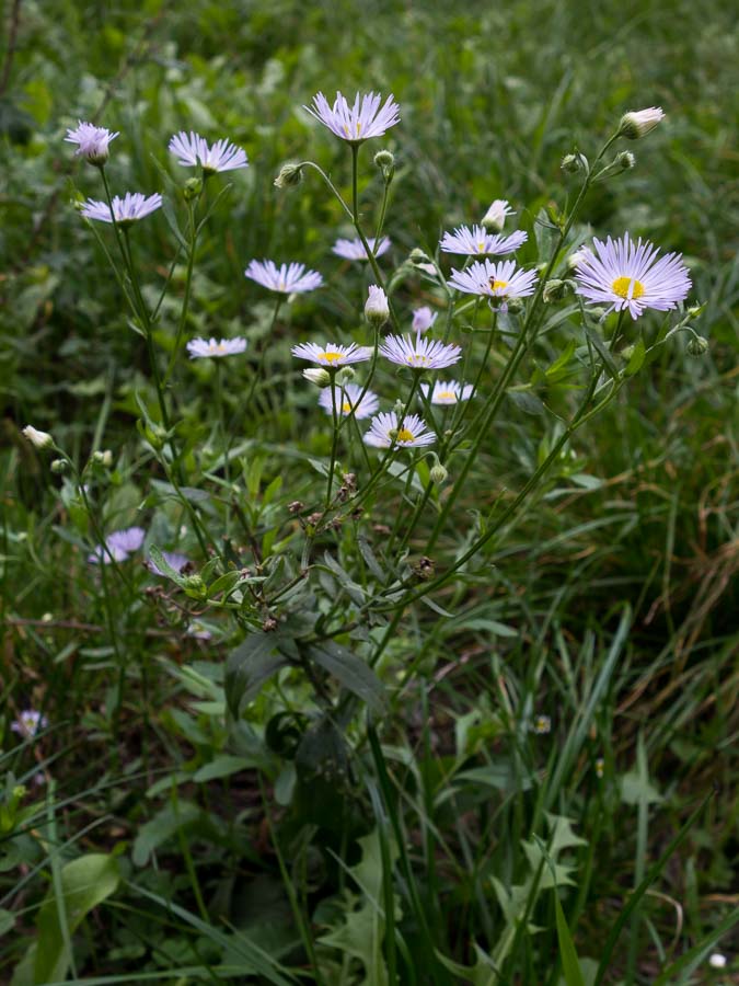 Dubbio su Erigeron annuus